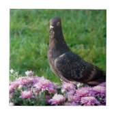 duiven en tandvlees tegeltje (Voorkant)