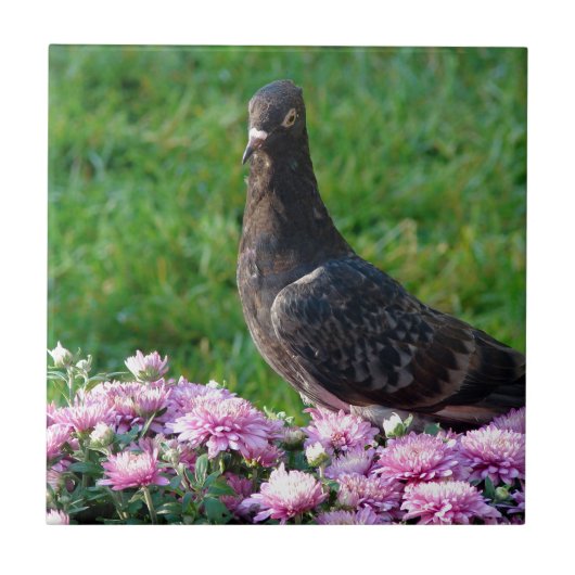 duiven en tandvlees tegeltje (Voorkant)