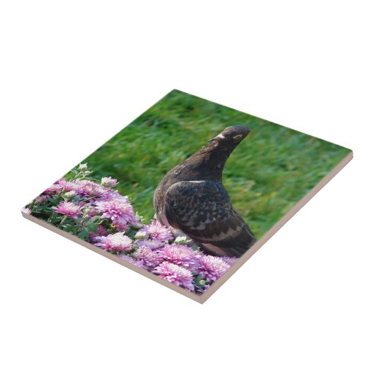 duiven en tandvlees tegeltje (Zijkant)