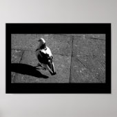 duiven in Venetië Poster (Voorkant)