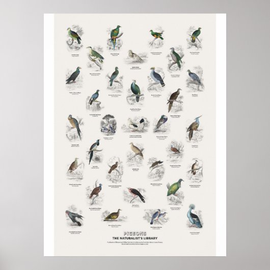 Duiven - Naturalist's Library Poster (Voorkant)