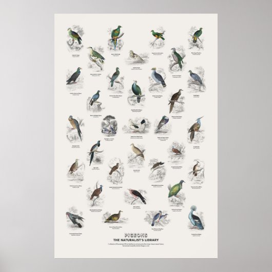 Duiven - Naturalist's Library Poster (Voorkant)