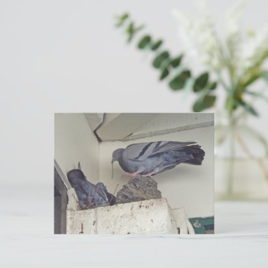 Duiven nestelen - Briefkaart (Staand voorkant)