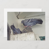 Duiven nestelen - Briefkaart (Voorkant / Achterkant)