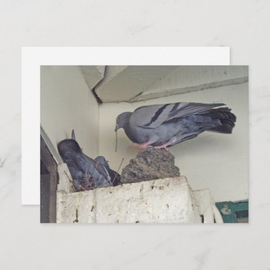 Duiven nestelen - Briefkaart (Voorkant / Achterkant)
