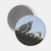 Duiven op het dak. magneet (Voorkant / Achterkant)