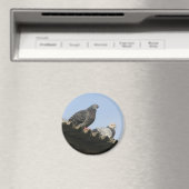 Duiven op het dak. magneet (Insitu (Vaatwasser))