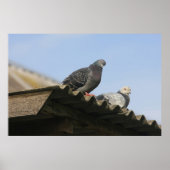 Duiven op het dak. poster (Voorkant)