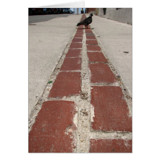 Duiven op het vrijheidstraject