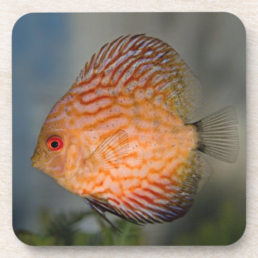 Duiven Steen Discus Set van 6 Onderzetters (Voorkant)