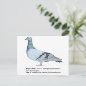 Duiven van NuancesdePigeon T-shirts Briefkaart (Staand voorkant)