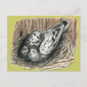 duivenfamilie briefkaart (Voorkant)