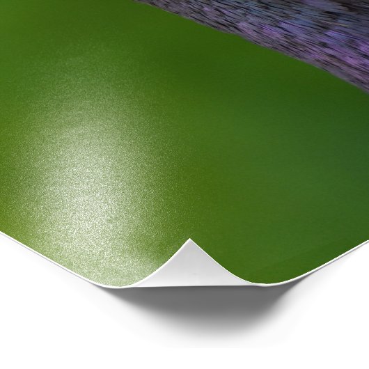 Duivenkijkend Inquisitief Foto Afdruk (Hoek)