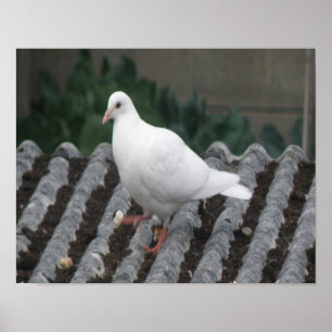 Duivenpoot - Witte Duif Print