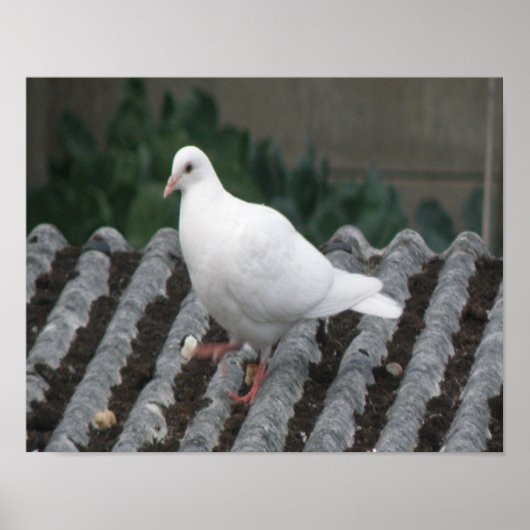 Duivenpoot - Witte Duif Print (Voorkant)