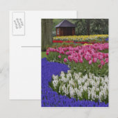 Duizeltuin van druivesuiker, hyacinth en tulpen, briefkaart (Voorkant / Achterkant)