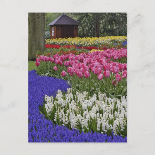Duizeltuin van druivesuiker, hyacinth en tulpen, briefkaart (Voorkant)