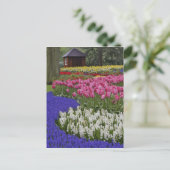 Duizeltuin van druivesuiker, hyacinth en tulpen, briefkaart (Staand voorkant)