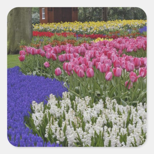 Duizeltuin van druivesuiker, hyacinth en tulpen, vierkante sticker (Voorkant)