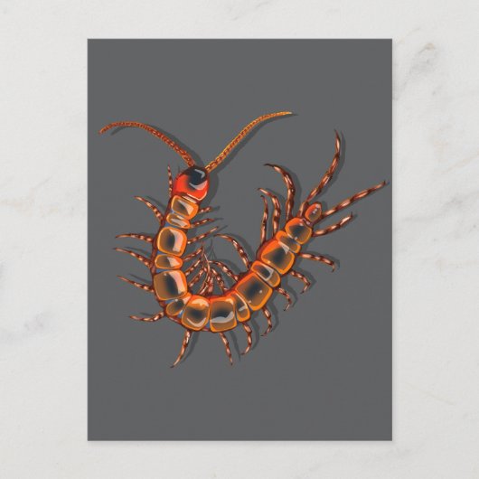 Duizendpoot briefkaart (Voorkant)