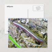 duizendpoot-Briefkaart Briefkaart (Voorkant / Achterkant)