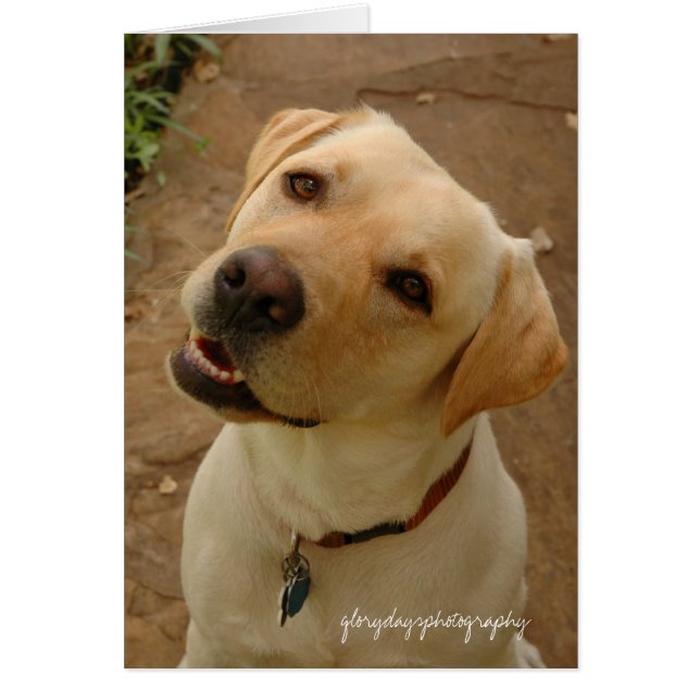 duke, glorydayfotografie (Voorkant)