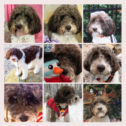 Duke The Labradoodle Kalender