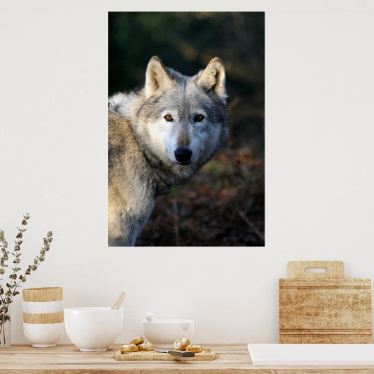 Duma The Wolf Poster (Keuken)