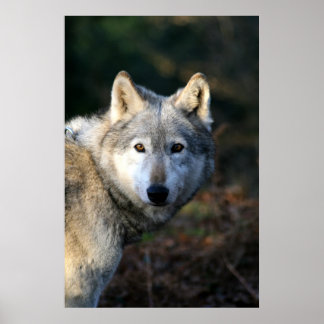 Duma The Wolf Poster
