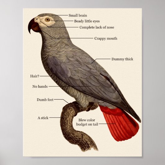 Dumb Bird Anatomy Poster (Voorkant)