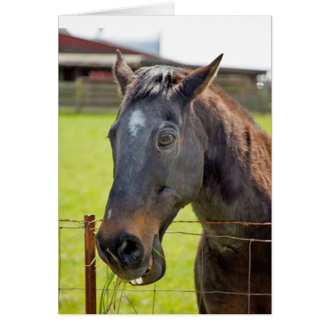 Dumb-paardenkaart (Voorkant)