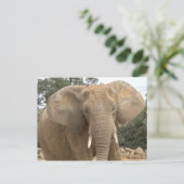 Dumbo ansichtkaart briefkaart (Staand voorkant)