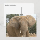 Dumbo ansichtkaart briefkaart (Voorkant / Achterkant)
