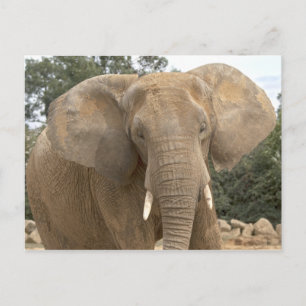 Dumbo ansichtkaart briefkaart