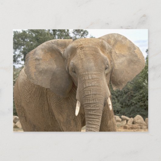 Dumbo ansichtkaart briefkaart (Voorkant)