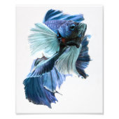 Dumbo Halfmoon Betta Fish Foto Afdruk (Voorkant)