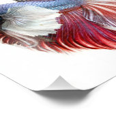 Dumbo Halfmoon Male Betta Fish Foto Afdruk (Hoek)