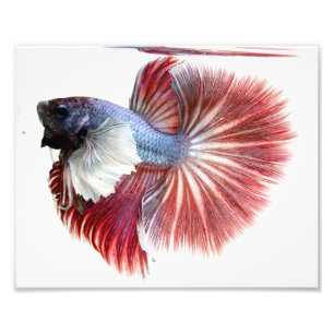 Dumbo Halfmoon Male Betta Fish Foto Afdruk