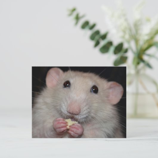 Dumbo Rat Briefkaart (Staand voorkant)