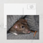 Dumbo Rat Briefkaart (Voorkant / Achterkant)