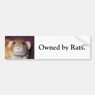 Dumbo Rat Bumpersticker