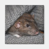 Dumbo Rat Magnet (Voorkant)