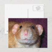 Dumbo Rat Post Card Briefkaart (Voorkant / Achterkant)