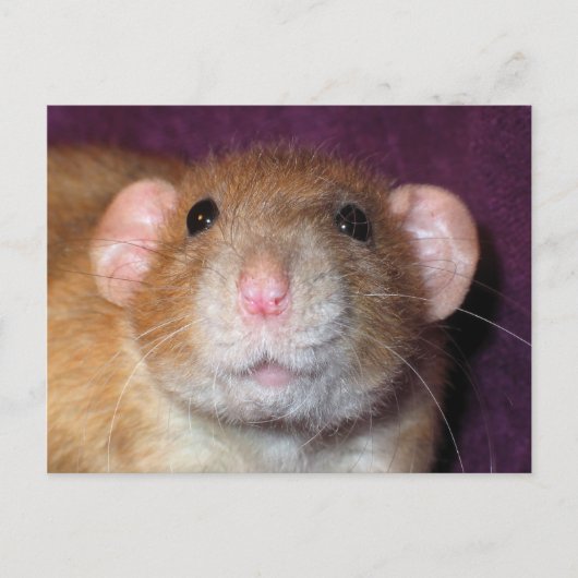 Dumbo Rat Post Card Briefkaart (Voorkant)
