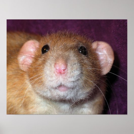 Dumbo Rat Poster (Voorkant)