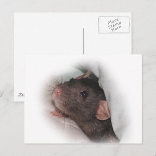 Dumbo rat wil spelen? briefkaart (Voorkant / Achterkant)