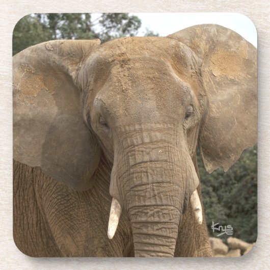 Dumbo Set van 6 onderzetters (Voorkant)