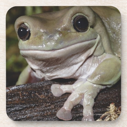 Dumpy Tree Kikker. Kikker glimlachen. Litoria caer Bier Onderzetter (Voorkant)
