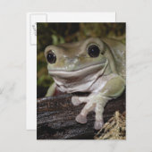 Dumpy Tree Kikker. Kikker glimlachen. Litoria caer Briefkaart (Voorkant / Achterkant)