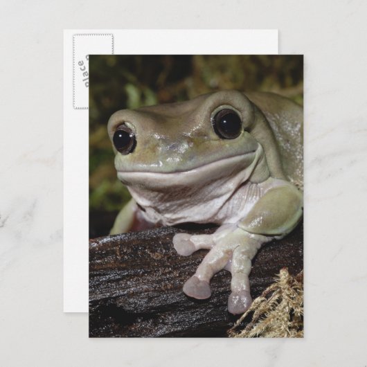 Dumpy Tree Kikker. Kikker glimlachen. Litoria caer Briefkaart (Voorkant / Achterkant)
